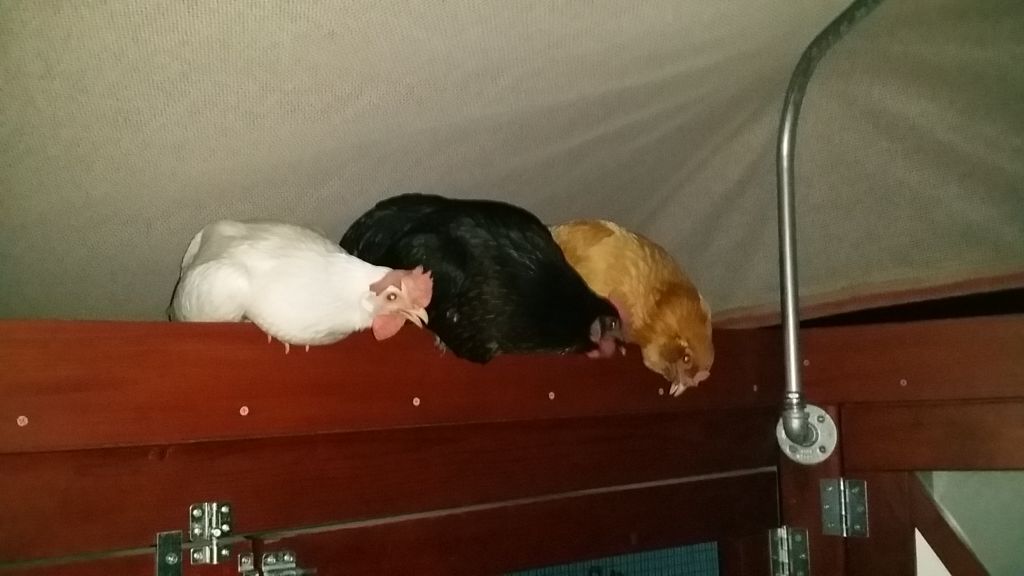 Readers show their chickens